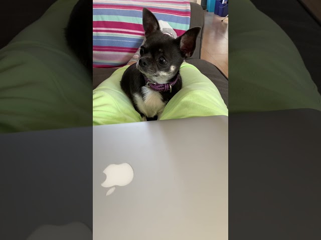 My dog when he sees me opening a snack & he can’t have it 👀🤣 Cute Chihuahua | Funny dogs #Shorts