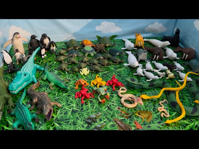 Animal Groups in the  Zoo | penguin Group, turtles Group and Frog Group | Toy Animals For Kids 