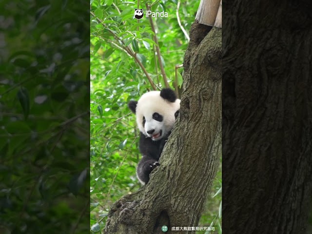 "Panda Fruit" Spotted In The Tree | iPanda #shorts