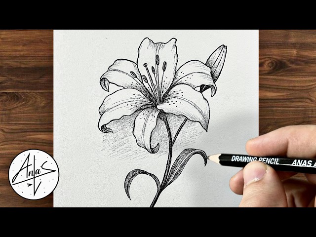 How To Draw A Realistic Lily Flower | Drawing Tutorial