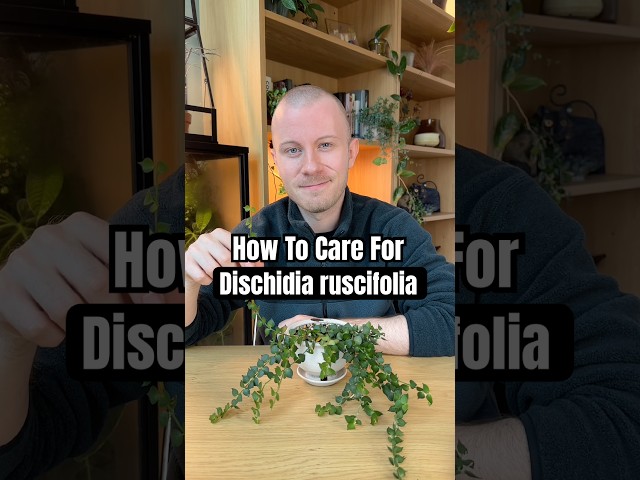 How To Care For Dischidia ruscifolia (The Million Hearts Plant) #Plants #PlantCare #Shorts