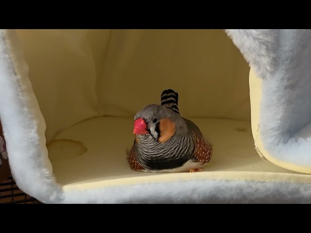 Zebra finch wants to blob in peace