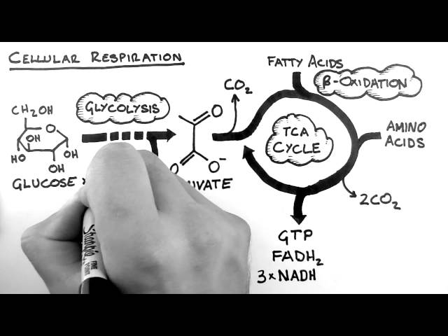 Cellular Respiration 1 - Overview