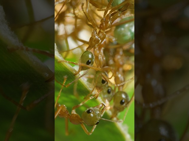 Why Do These Industrious Ants Have so Many Copycats? | #DeepLook #Shorts