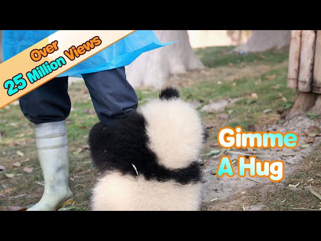 Panda Wants A Hug From Nanny, But Nanny Is Working