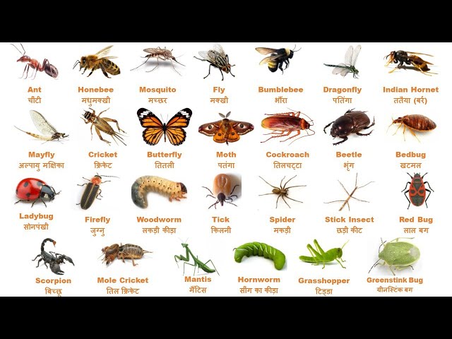 Insects // कीड़े// Insects Name English And Hindi //  छोटे कीड़ों के नाम हिंदी और इंग्लिश में//