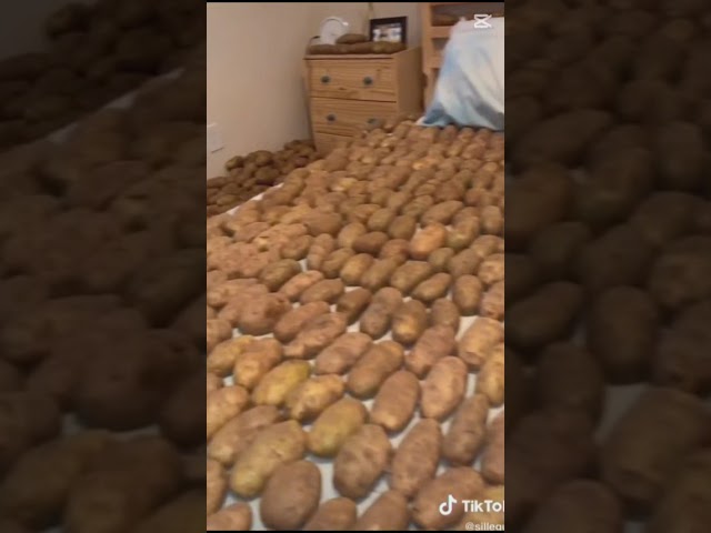 potato