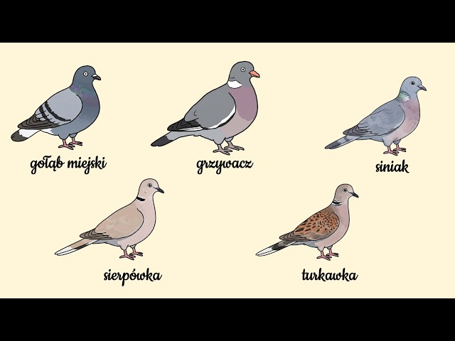 Every Polish pigeon described in 5 minutes.