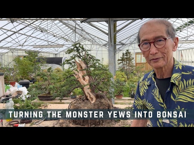 Turning The Monster Yews Into Bonsai