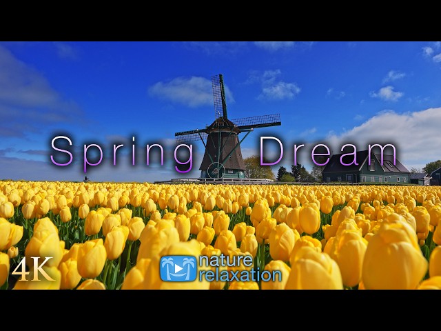 Spring Dream [1H|4K] with Relaxing Music | Ambient Nature Relaxation™ Film
