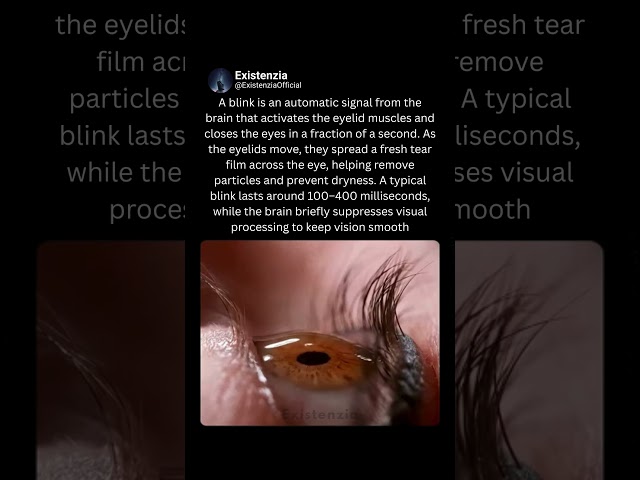 What Happens Inside Your Eyes When Blinking