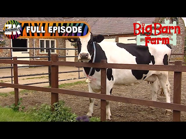 Big Barn Farm | Season 1, Episode 11 | Best in Show