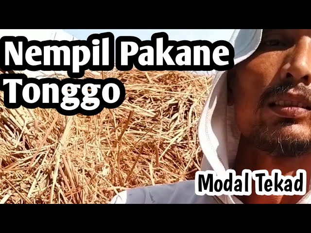 Kehabisan Pakan, Beli Punya Tetangga #PakanTernak #Jeramipadi #jeramigrant