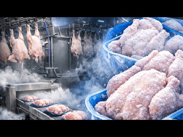 How Frozen Chickens Are Made in Modern Factories | Full Industrial Process