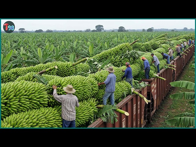 The 49+ Most Extreme Harvests of 2026 – Massive Tons of Produce Rushed Off the Fields