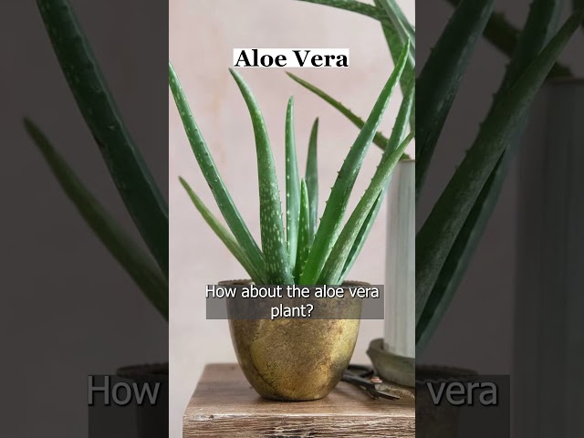 FENG SHUI Best Indoor Plants POP QUIZ! | Julie Khuu