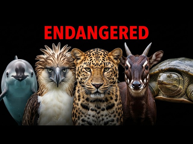 The World's Most Endangered Animals! Can We Save Them?