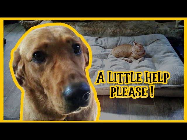 Funny cats stealing dog bed | Compilation