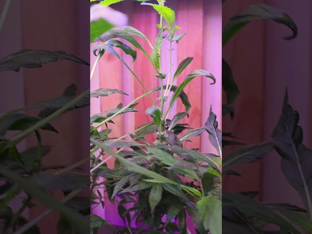 An 8 week Experiment With Proper Lighting #indoorgardening #hydroponics #growlights #acinfinity
