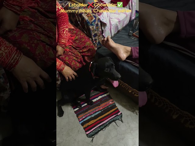 Labrador❌Soldier✅ #labrador #dog #animal #shorts #viral #pets