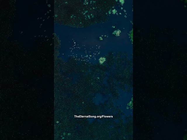 The Earth is our skin