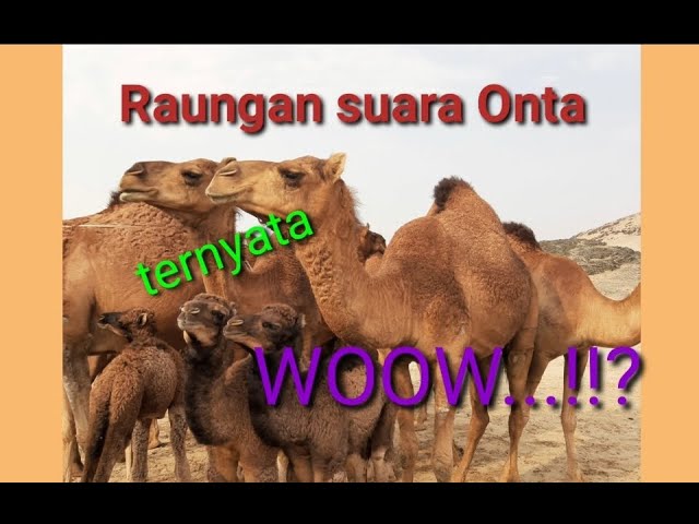 Suara unta