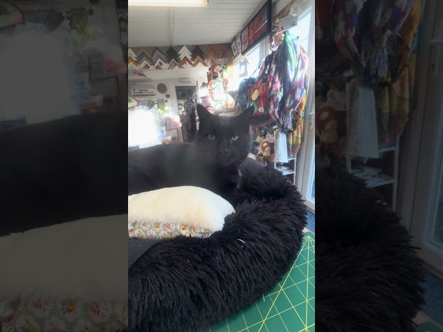 Love my bed! (Helping Mother work Sunday!) 🐈‍⬛ #patchwork #cat #blackcattom #thetherapycupboard