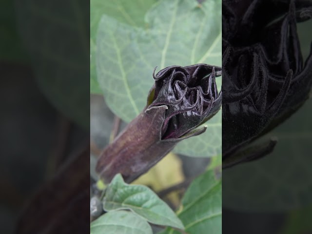 1 in 3 Texas Gardeners Can't Find Native Plants — Here's Where to Look