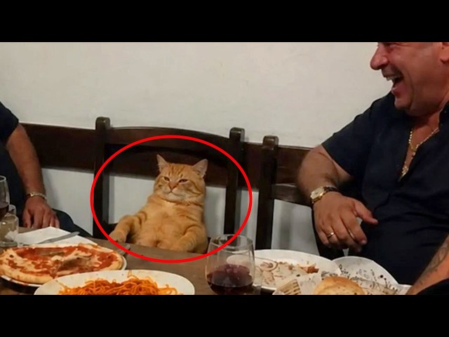 When Cats Pick Up Their Humans Body Language Way Too Fast...😹