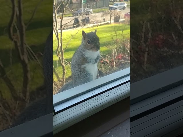 Squirrel - That's all.