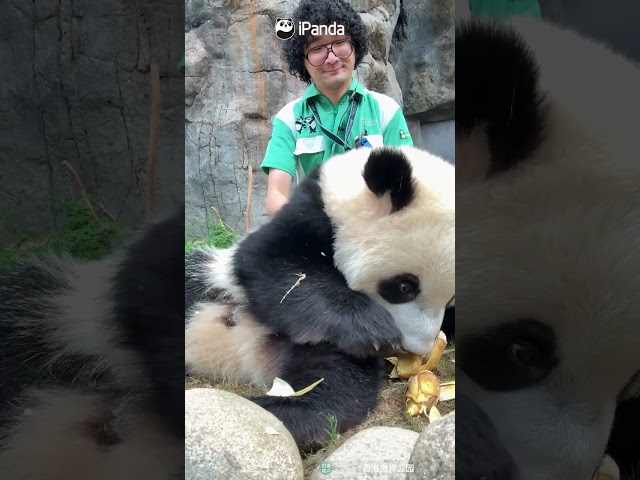 What A Blissful Little Panda Life! | iPanda #shorts #HKPanda