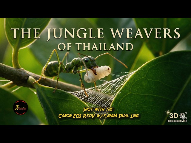The Jungle Weavers YT Copy 01