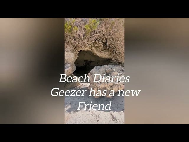 #shorts We have a visitor #tworocks with Sammy #sealion &Geezer Sealed it with a Kiss! #yanchep
