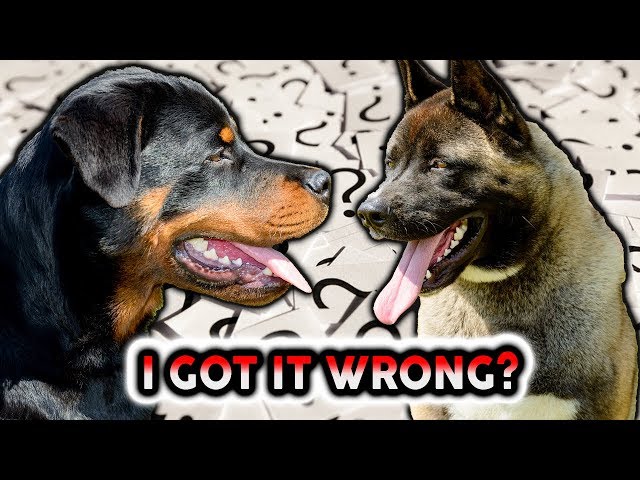 AKITA VS ROTTWEILER! LIVE RECAP SHOW!