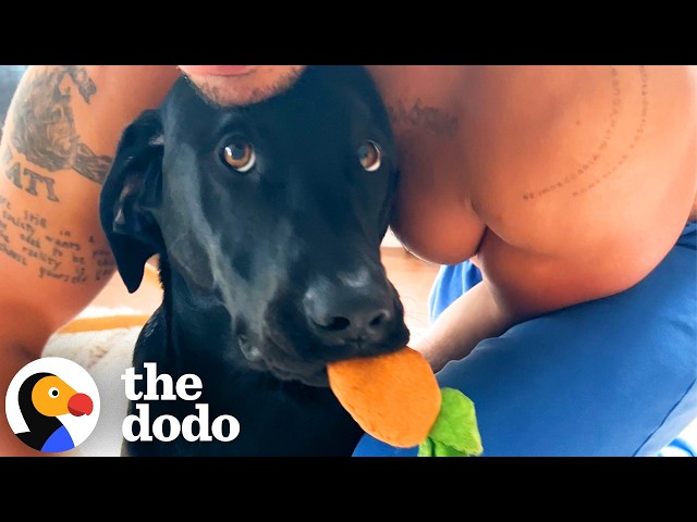 Lab Carries His Emotional Support Carrot Everywhere | The Dodo