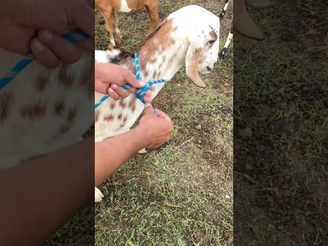 Double bowline useful for goat #shorts #viralshorts