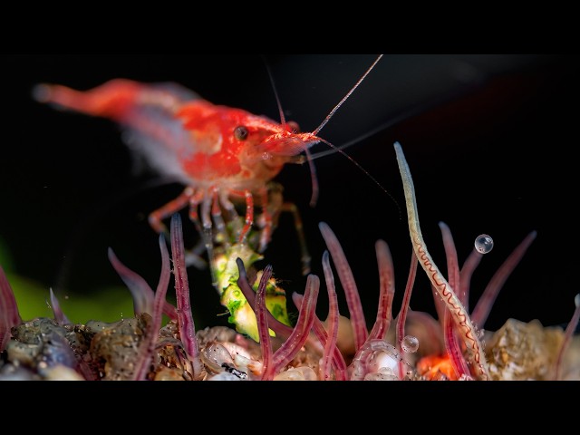 The Secret to a Self-Feeding Shrimp Habitat (Aquarium Tutorial)
