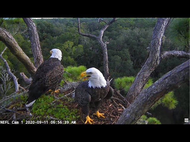 NEFL Cam 3 (Approach View)