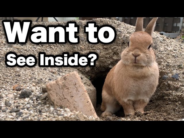 The Rabbit Came to Show Me Her Finished Burrow