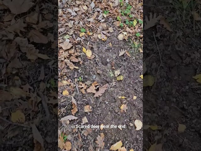 More Whitetails