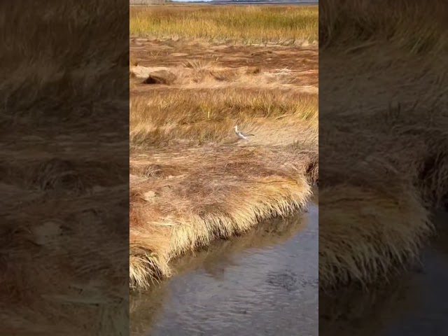 Meep meep! Greater yellowlegs with places to be