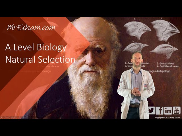 Natural Selection - A Level Biology
