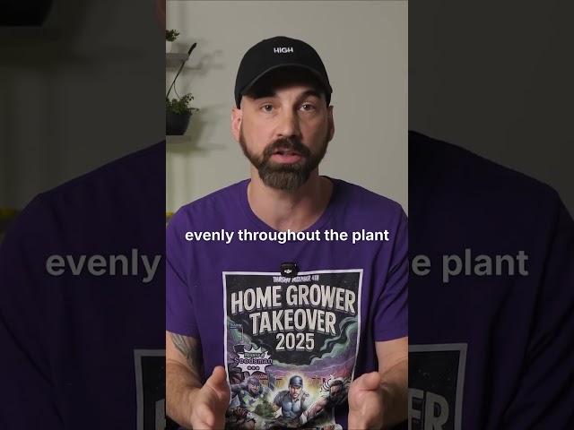 Why Bigger Plants Don't Mean Bigger Harvests