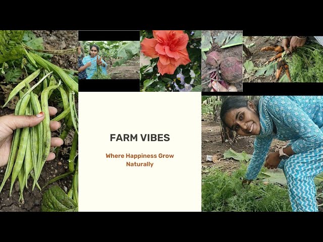“Farm vibes 🌻✨ – where happiness grows naturally!”