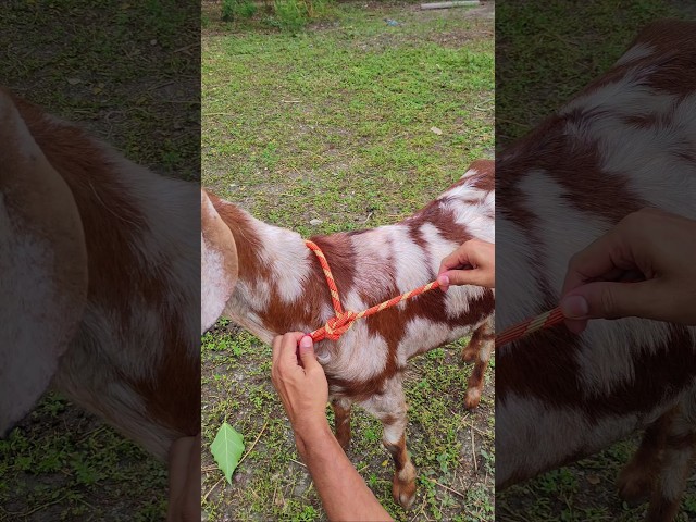 Easy Bowline Knot for Tying Animals🦙🔥