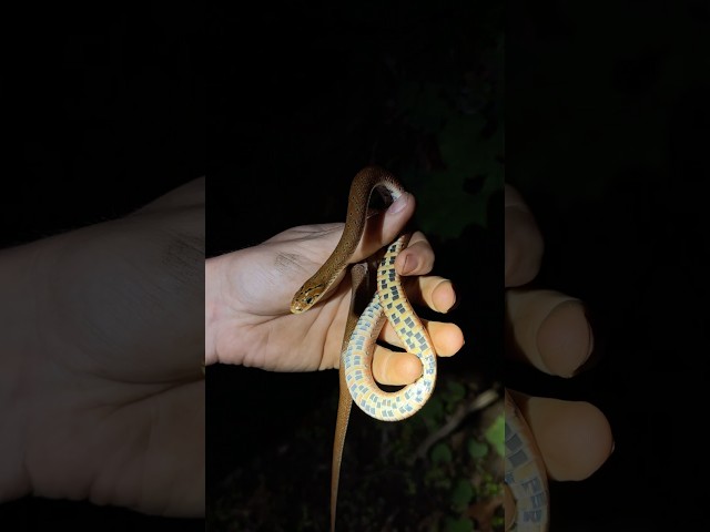 Beautiful and Rare Forest Ratsnake Crossing the Road in Japan!