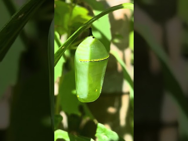 Beauty of the monarch life cycle