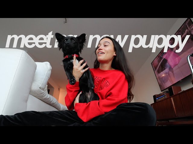 MEET MY NEW PUPPY!