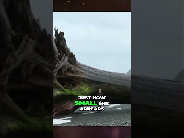 Mysterious Discovery on Washington State Beach Ancient Warning or Hoax