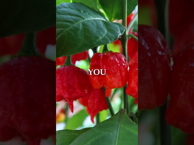 You Need to Grow Superhot Peppers.. 🥵 #carolinareaper #ghostpepper #superhotpeppers